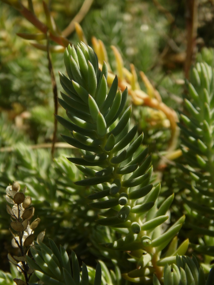 Изображение особи Sedum reflexum.