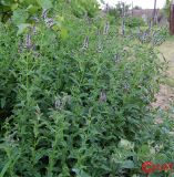 Mentha longifolia