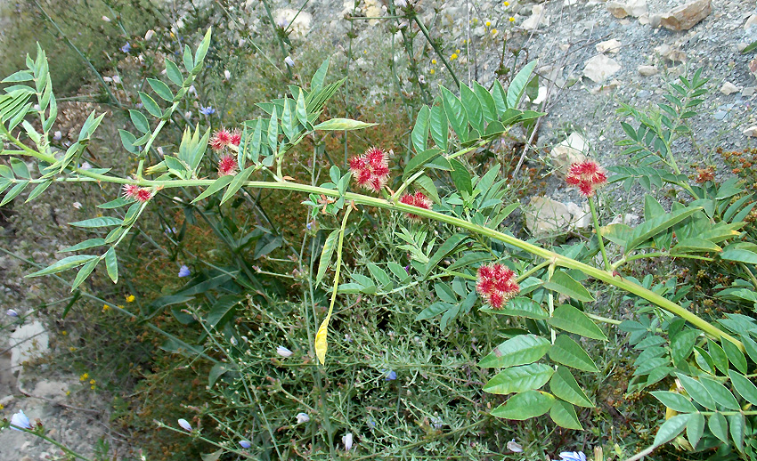 Изображение особи Glycyrrhiza echinata.