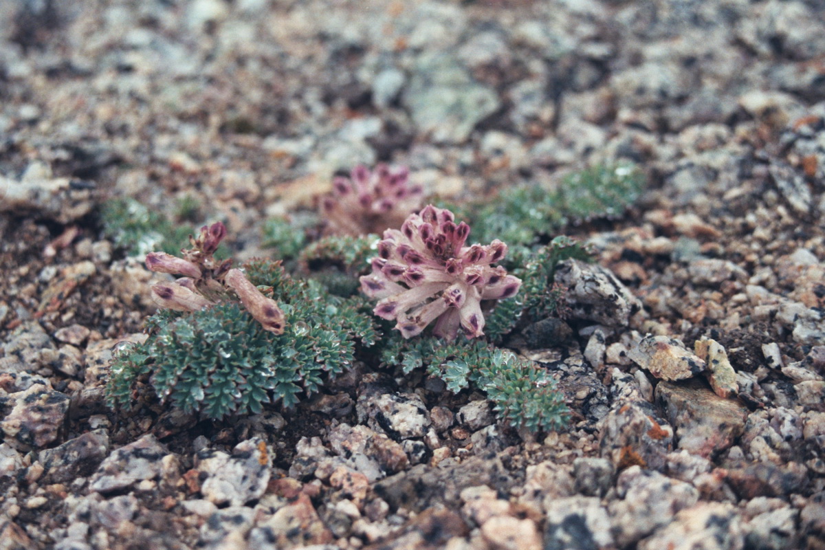 Image of Cysticorydalis fedtschenkoana specimen.