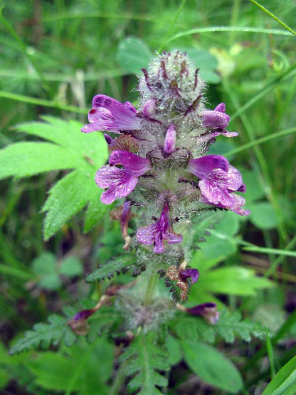 Изображение особи Pedicularis verticillata.