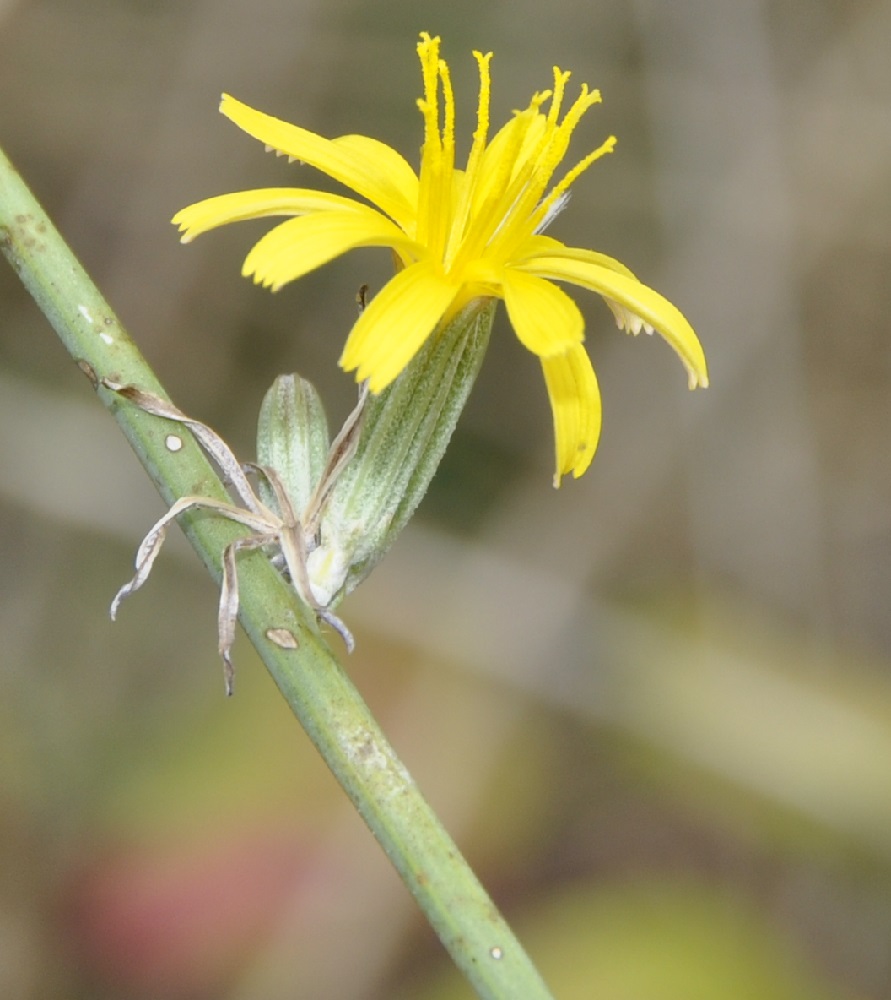 Изображение особи Chondrilla juncea.