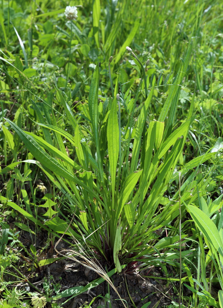 Изображение особи Plantago lanceolata.