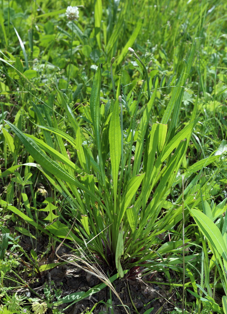 Изображение особи Plantago lanceolata.