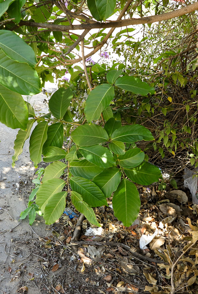 Изображение особи Lagerstroemia speciosa.