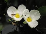 Image of taxon representative. Author is Андрей Ковальчук