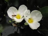 Stratiotes aloides. Тычиночные цветки с различными видами кормящихся мух (слева - муха-журчалка). Нидерланды, Гронинген, пруд у университетского госпиталя (UMCG). 8 августа 2009 г.