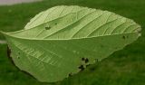 Celtis tournefortii. Лист (нижняя сторона). Германия, г. Дюссельдорф, Ботанический сад университета. 04.09.2014.