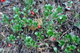 Arctostaphylos uva-ursi. Плодоносящие растения. Ленинградская обл., окр. озера Верхолино. 13.09.2014.