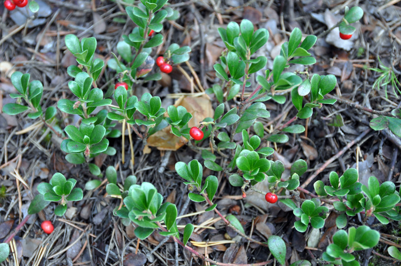 Изображение особи Arctostaphylos uva-ursi.