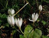 Crocus vallicola