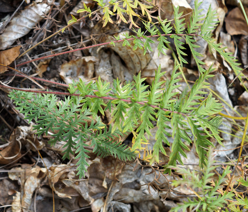 Изображение особи Potentilla conferta.