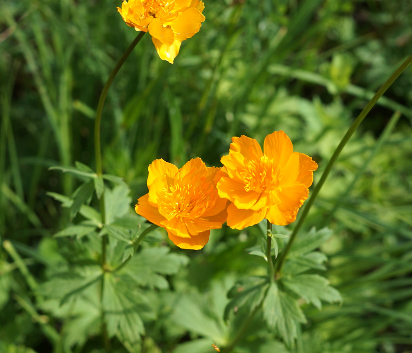 Image of Trollius asiaticus specimen.