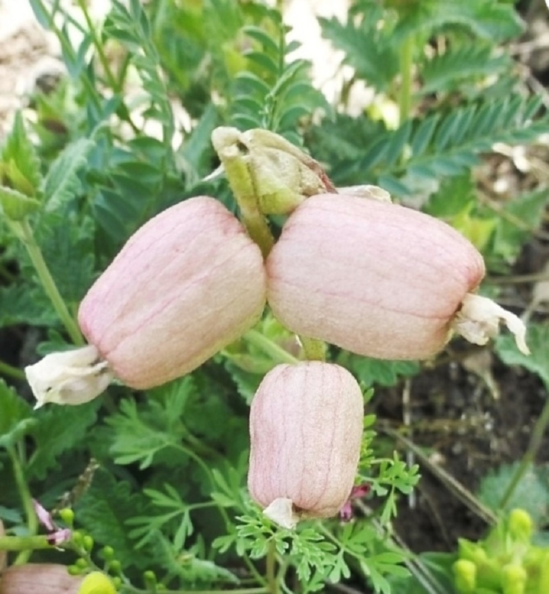 Image of Astragalus mesites specimen.