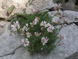 Asperula caespitans