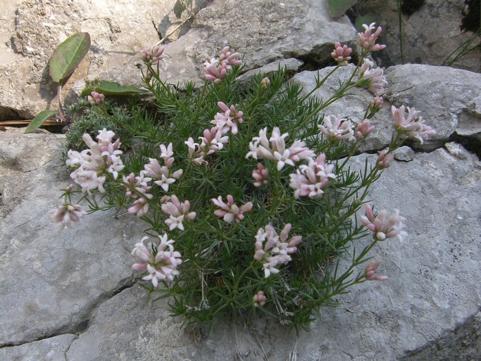 Изображение особи Asperula caespitans.