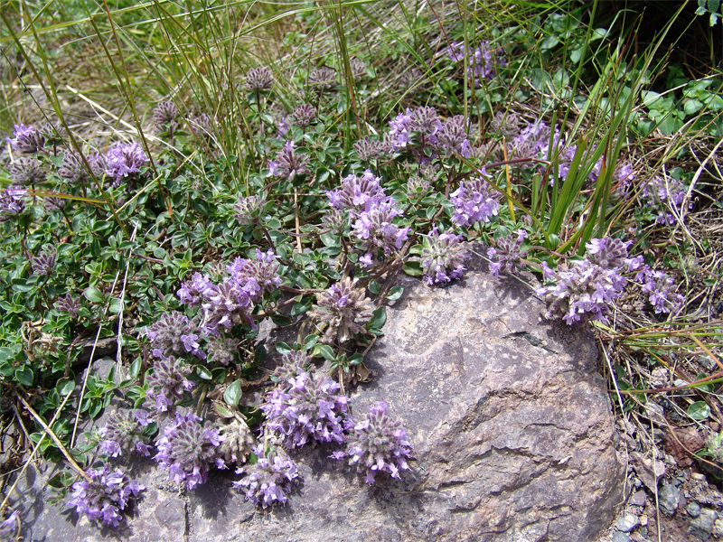 Изображение особи Ziziphora puschkinii.