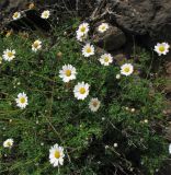 Argyranthemum frutescens