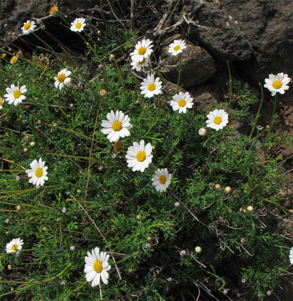 Изображение особи Argyranthemum frutescens.