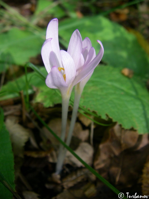 Изображение особи Colchicum umbrosum.