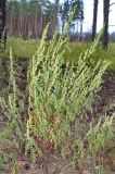 Artemisia gmelinii