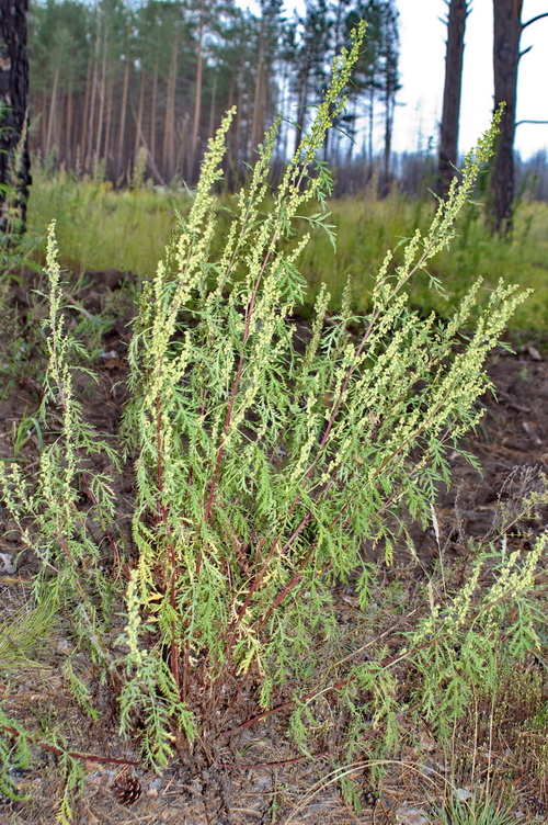 Image of Artemisia gmelinii specimen.