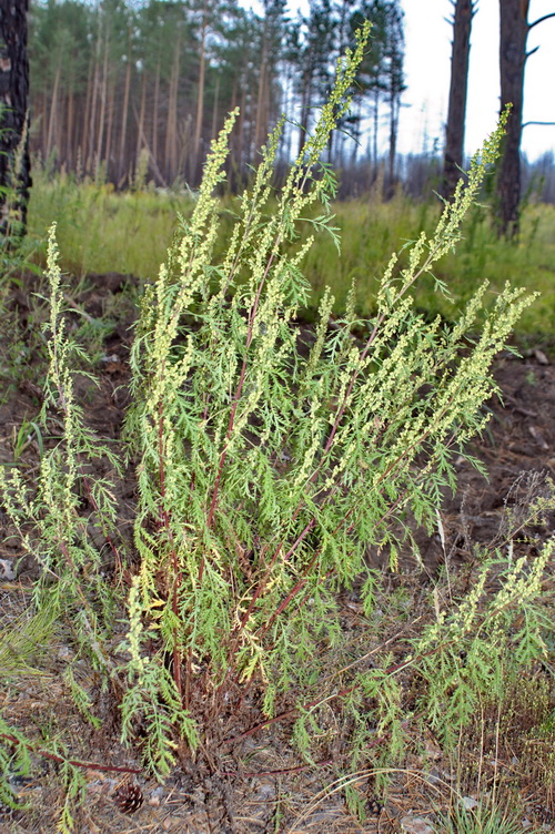 Изображение особи Artemisia gmelinii.