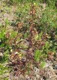 Pedicularis labradorica. Цветущее растение в зарастающем карьере, окруженном берёзово-лиственничной рединой. Ямало-Ненецкий АО, окрестности г. Лабытнанги, конец июля.