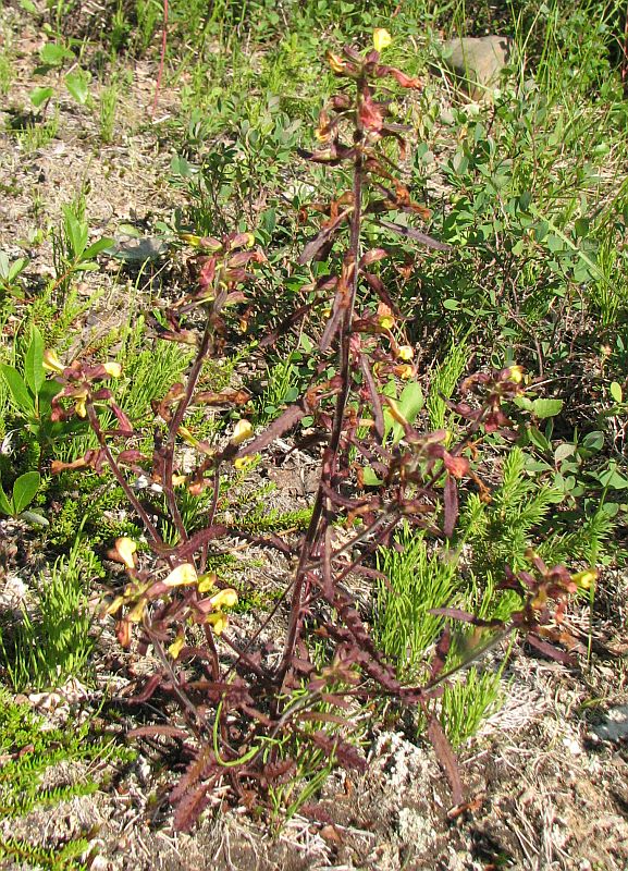 Изображение особи Pedicularis labradorica.
