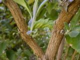 Buddleja davidii