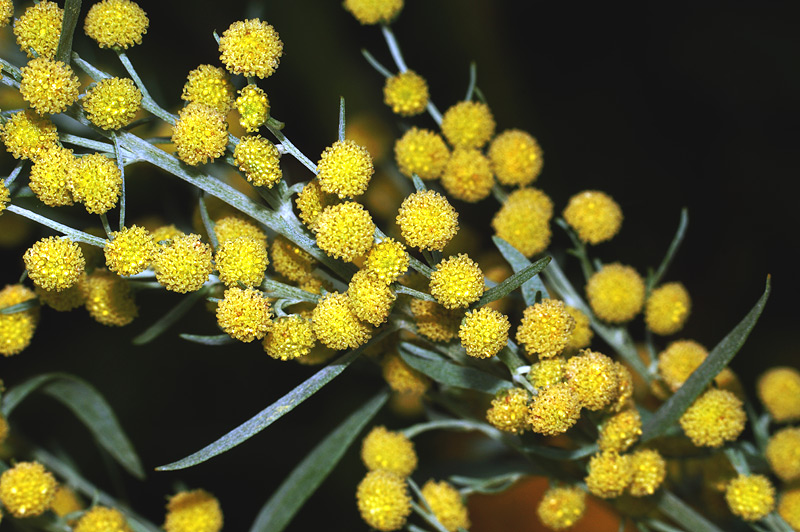 Изображение особи Artemisia absinthium.