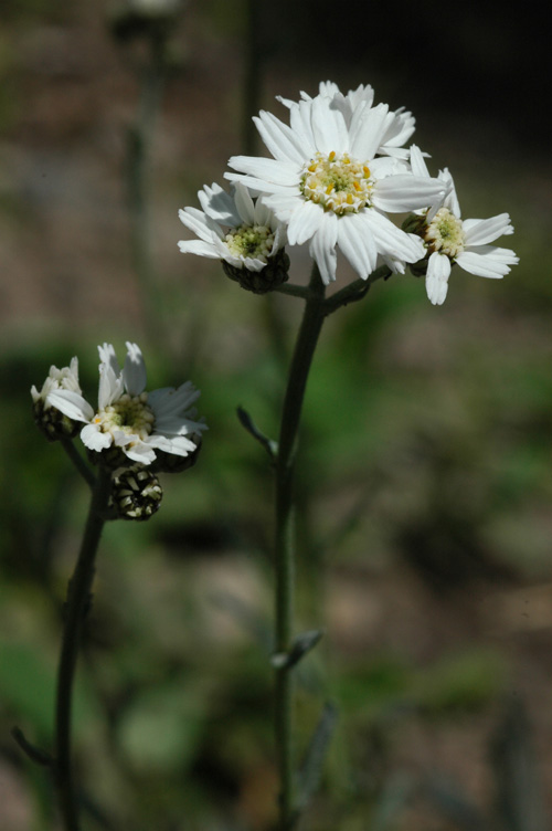 Изображение особи Achillea ageratifolia.