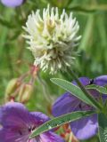 Trifolium montanum