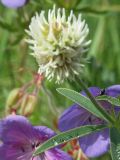 Trifolium montanum. На переднем плане виден край листа с выступающими в виде ресничек жилками. Пойменный луг. Лужский р-он Ленинградской обл. Середина июня.