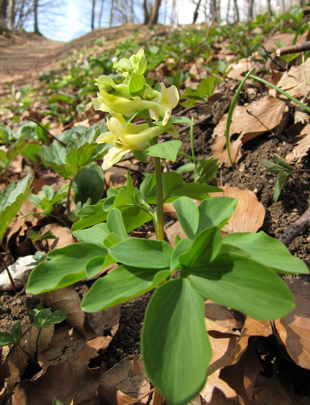 Изображение особи Corydalis marschalliana.