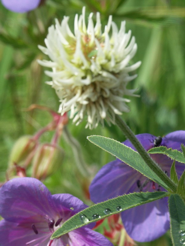 Изображение особи Trifolium montanum.