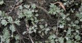 Artemisia santonicum