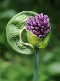 Allium aflatunense