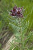 Nonea intermedia. Верхушка цветущего растения. Приэльбрусье, южный склон горы Чегет, 2300 м н.у.м. 23.06.2008.