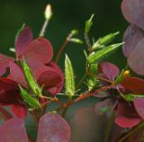 Oxalis stricta. Соплодие. Московская обл., Раменский р-н, окр. дер. Хрипань, садовый участок. 11.09.2015.