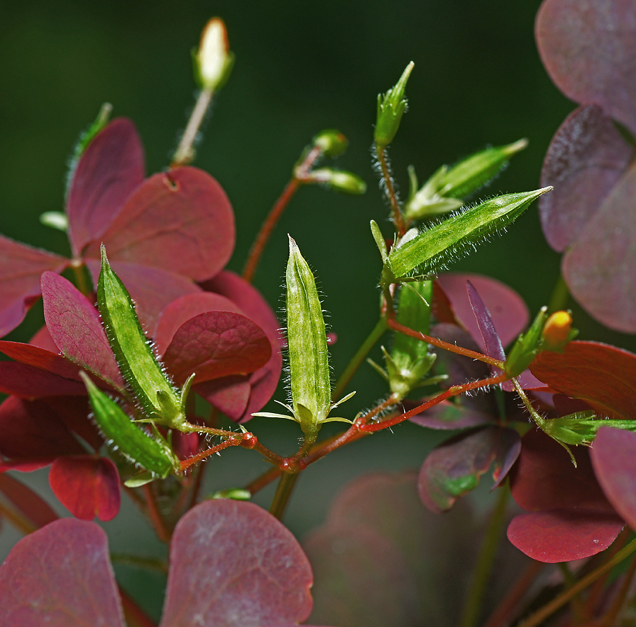 Изображение особи Oxalis stricta.