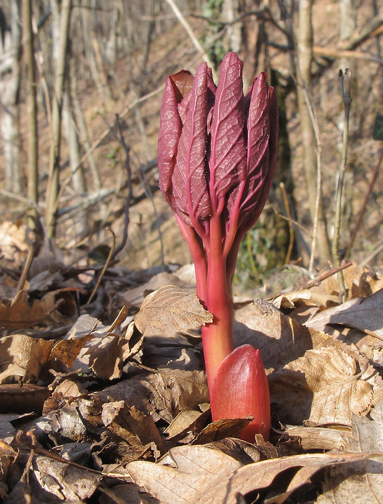 Изображение особи Paeonia caucasica.