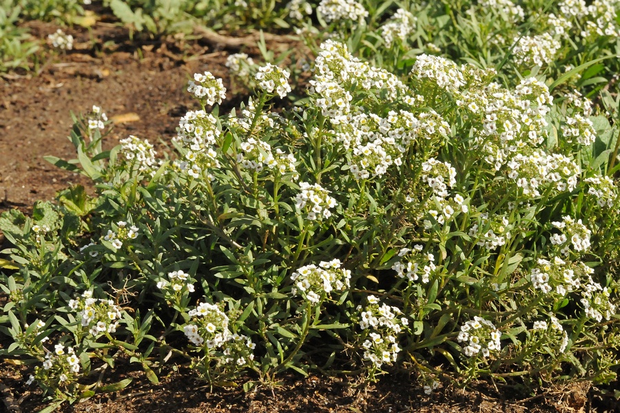 Изображение особи Lobularia maritima.