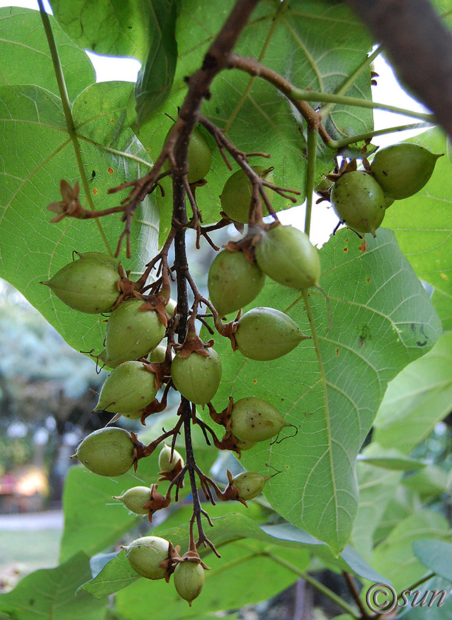 Image of Paulownia tomentosa specimen.