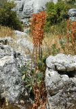 Euphorbia characias. Плодоносящие растения. Испания, Андалусия, национальный парк \"Torcal de Antequera\". Август 2015 г.