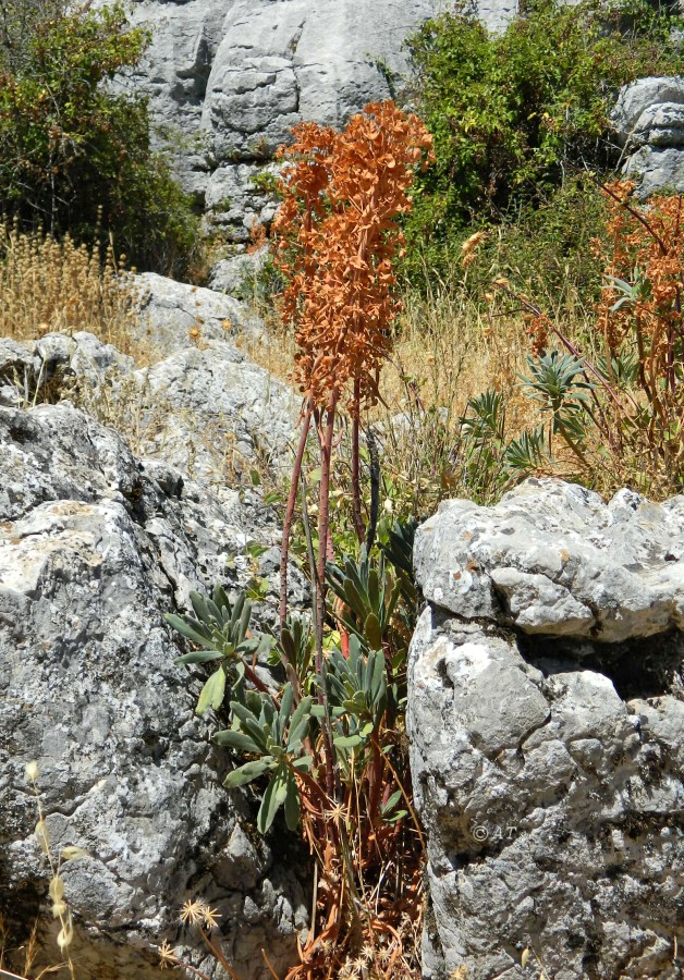 Image of Euphorbia characias specimen.