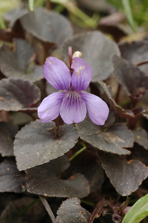 Image of Viola labradorica specimen.