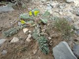 genus Astragalus