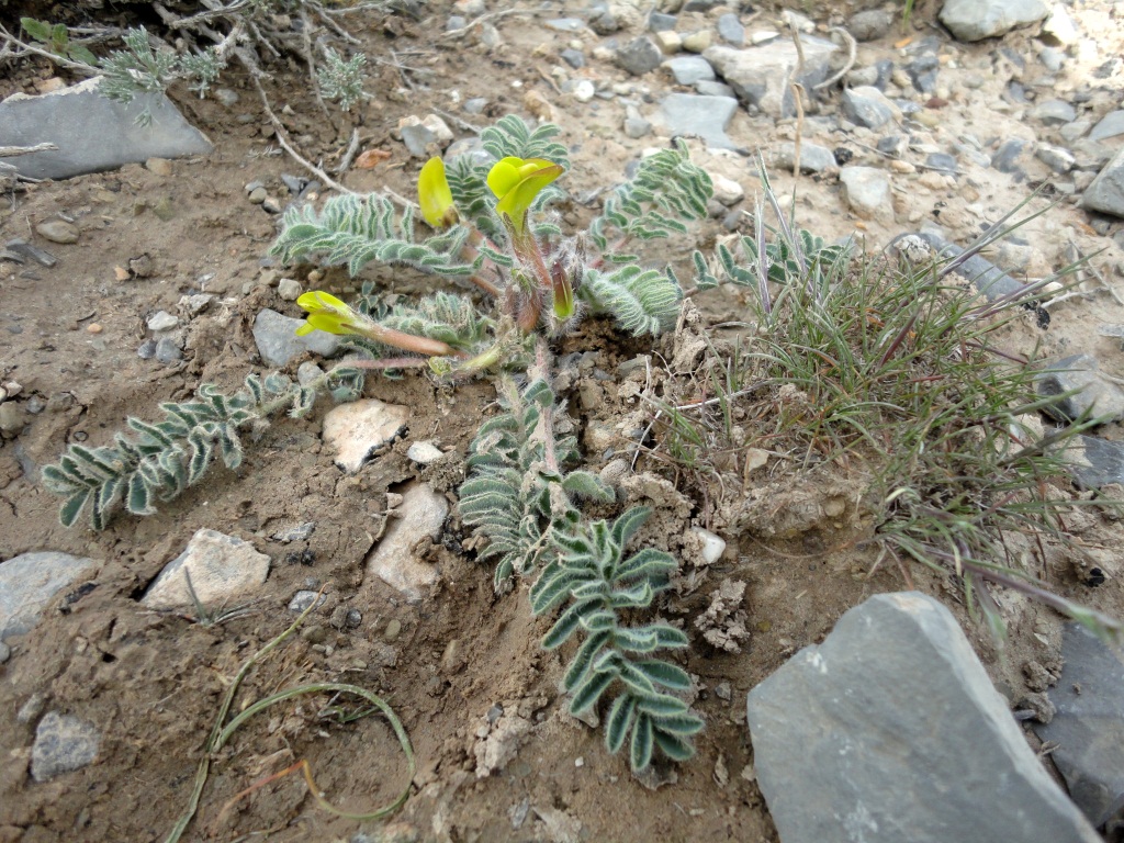 Изображение особи род Astragalus.