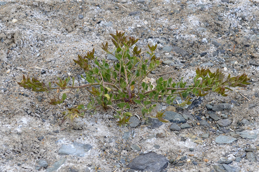 Image of Christolea pamirica specimen.